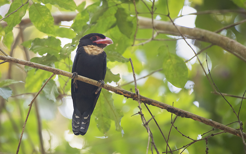 Dusky Broadbill (Corydon sumatranus) at Cat Tien Birding Trails - Southern Vietnam. Photo by: Bui Duc Tien - Vietnam Bird Photography Tours - Vietbirdphototours.com